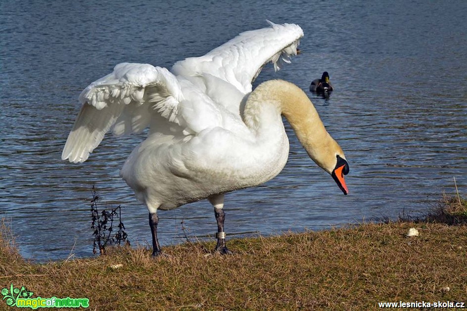 Labuť velká - Cygnus olor - Foto Pavel Ulrych (2)