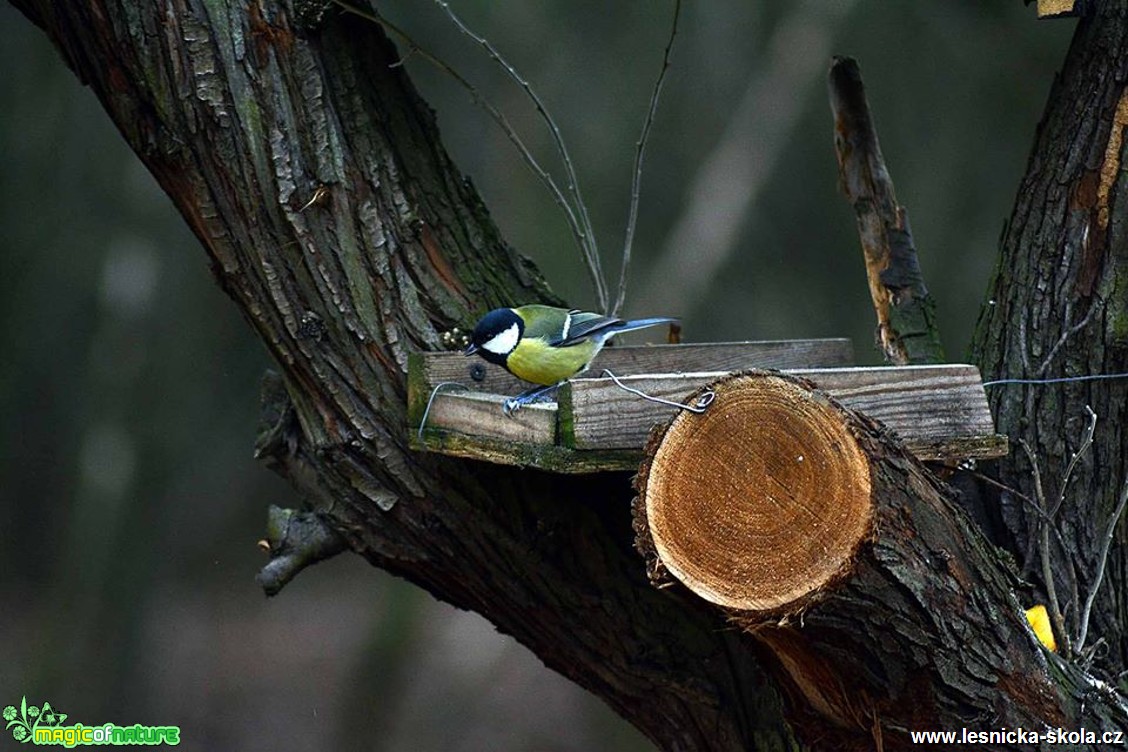 Sýkora koňadra - Parus major - Foto Pavel Ulrych