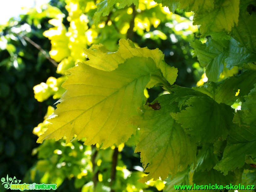 Jilm habrolistý - Ulmus minor ´Wredei´ - Foto David Hlinka (2)