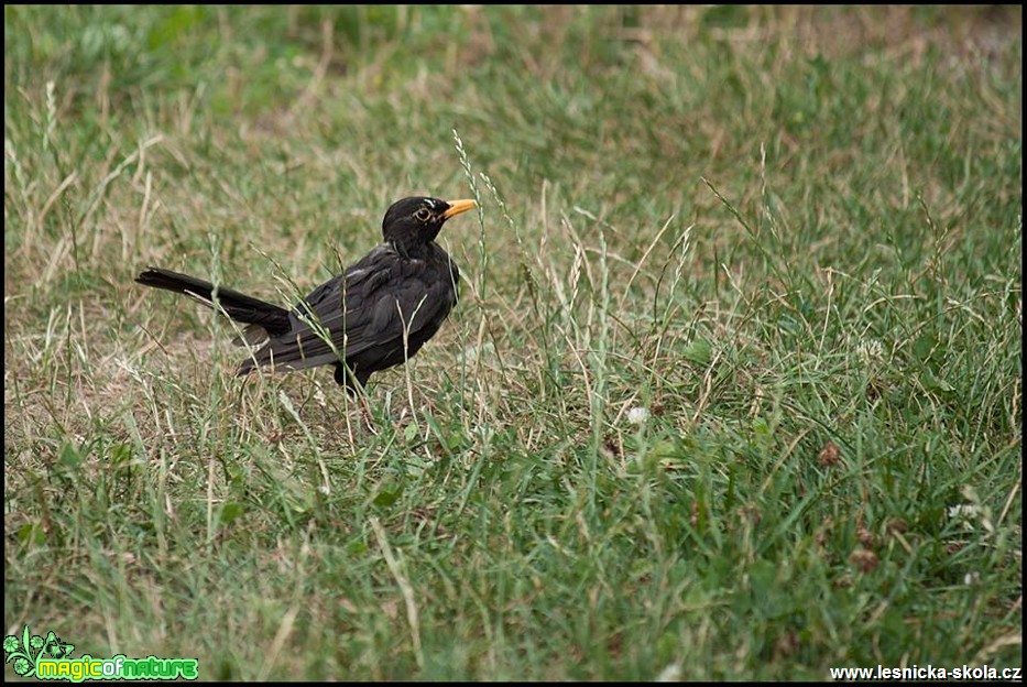 Kos černý - Turdus merula - Foto Jana Vondráčková