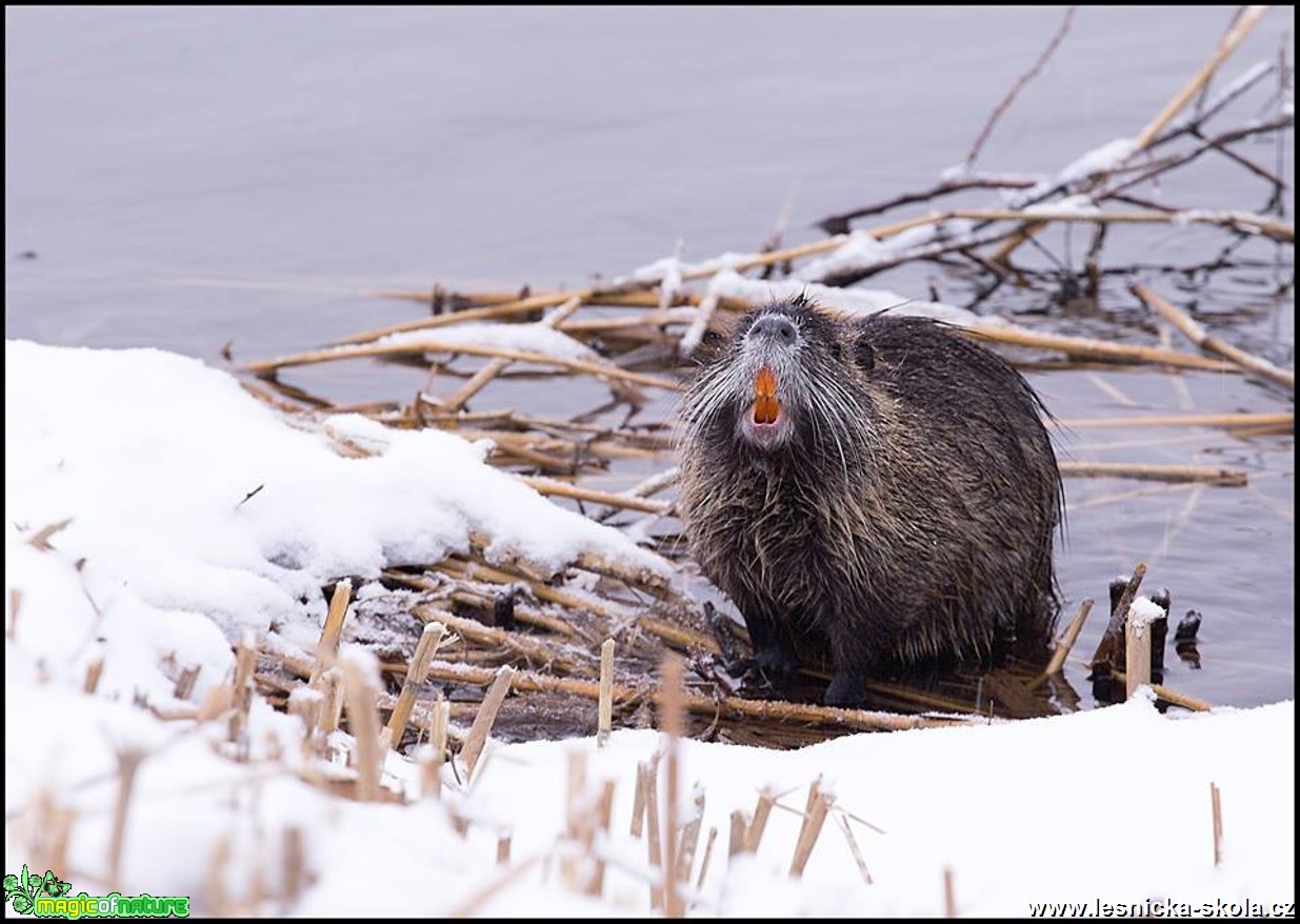 Nutrie říční - Myocastor coypus - Foto Jana Vondráčková (1)