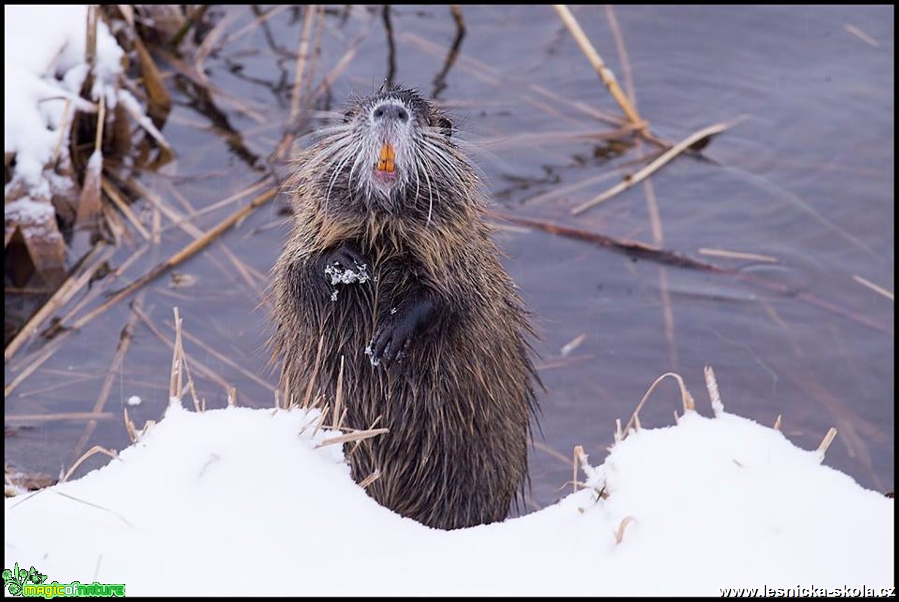 Nutrie říční - Myocastor coypus - Foto Jana Vondráčková (2)