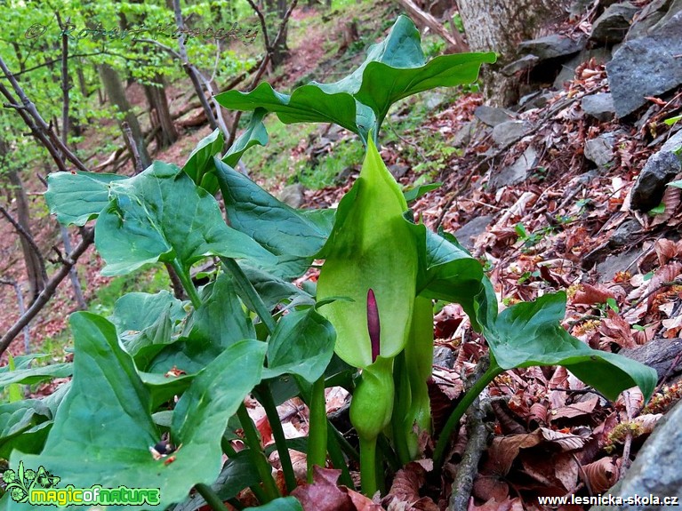 Árón plamatý - Arum maculatum - Foto Robert Kopecký