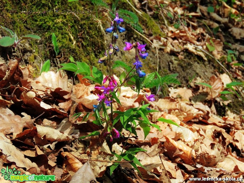 Hrachor jarní - Lathyrus vernus - Foto Robert Kopecký