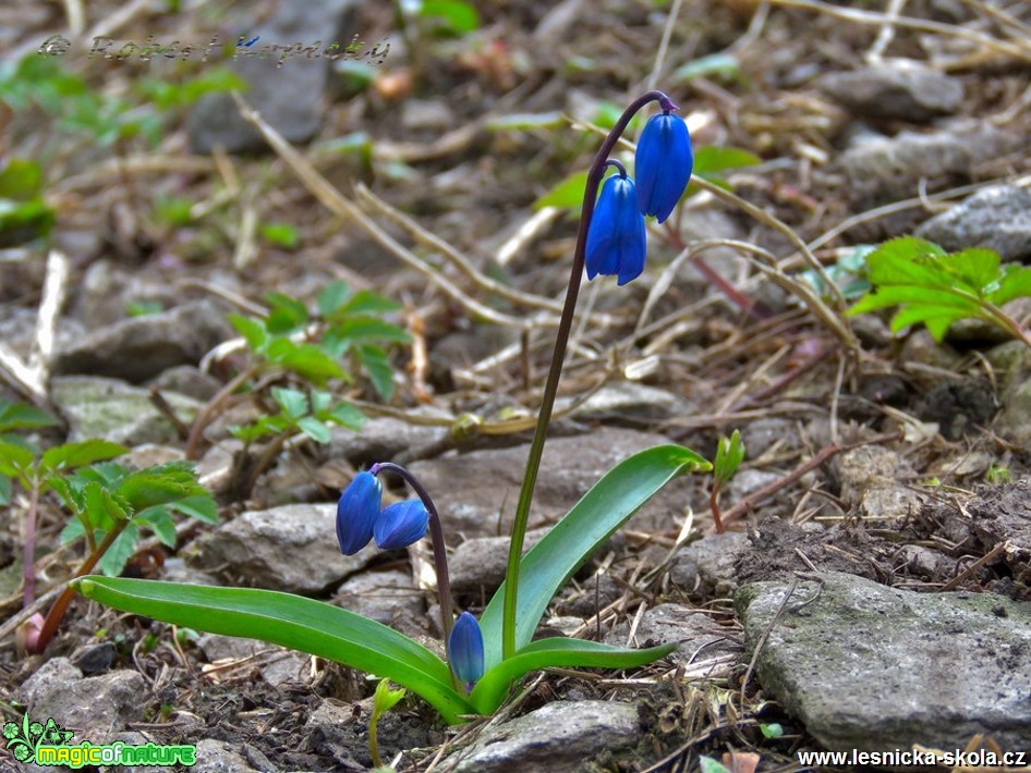 Ladoňka sibiřská - Scilla sibirica - Foto Robert Kopecký