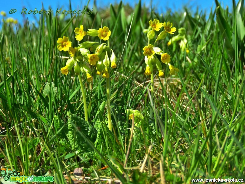 Prvosenka jarní - Primula veris - Foto Robert Kopecký (1)