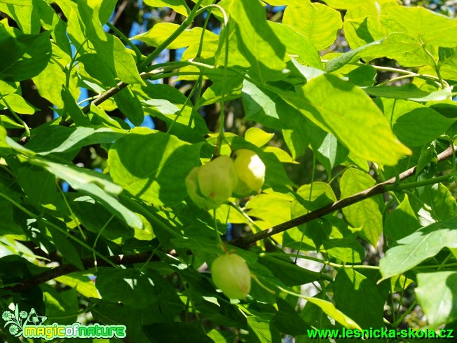 Klokoč zpeřený - Staphylea pinnata - Foto David Hlinka (2)