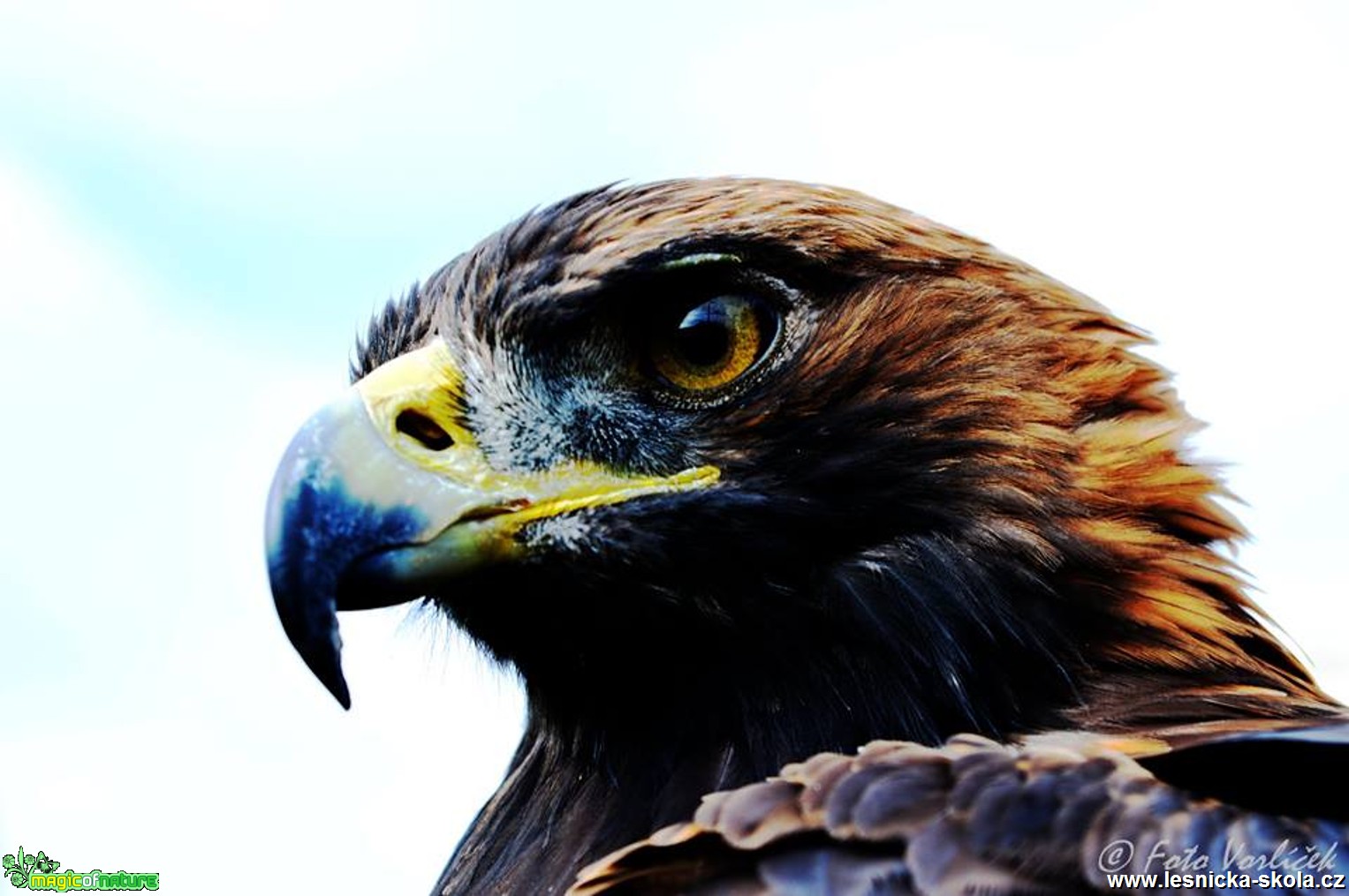 Orel skalní - Aquila chrysaetos - Foto Michal Vorlíček (2)