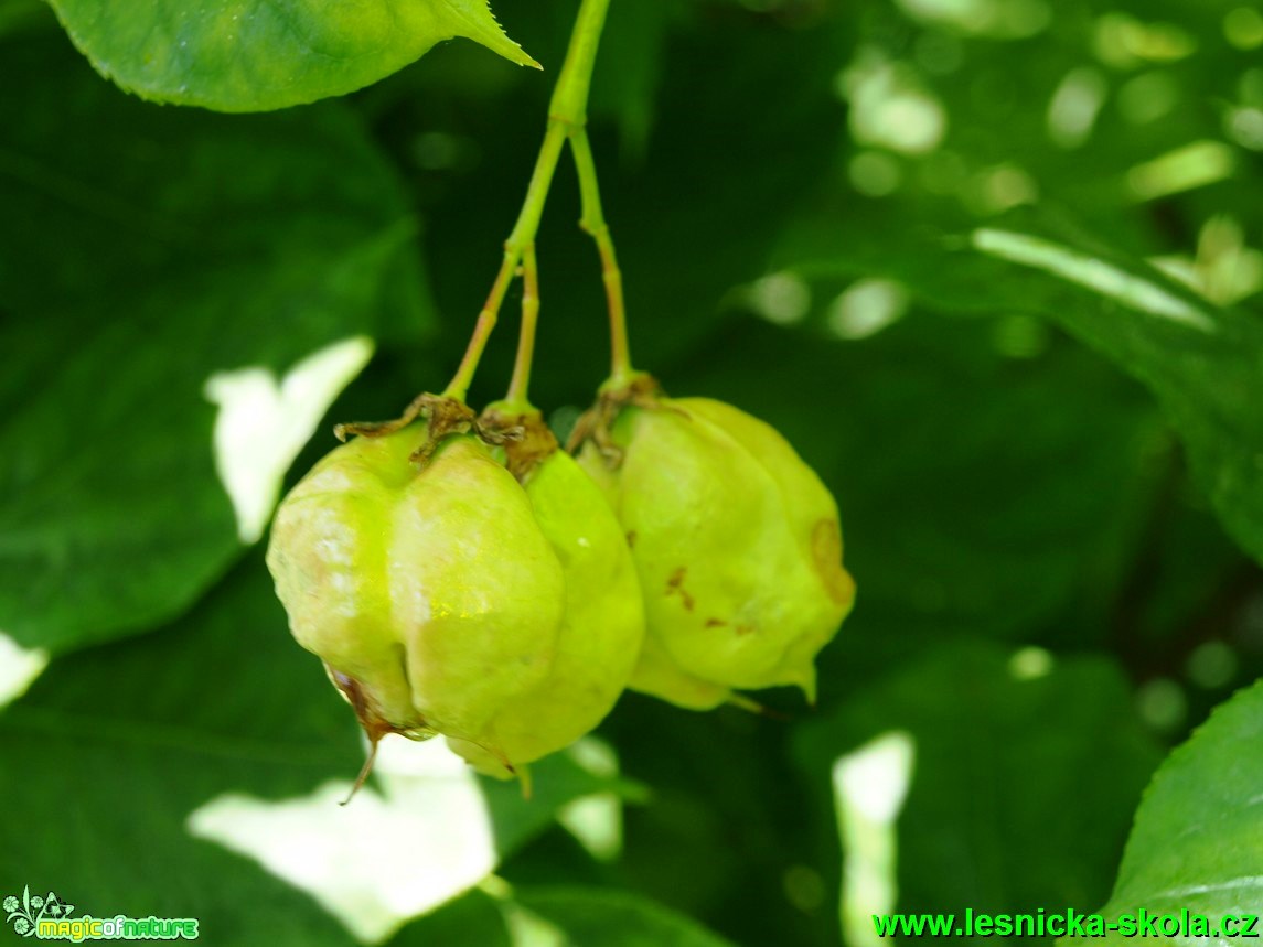 Klokoč zpeřený - Staphylea pinnata - Foto David Hlinka (3)