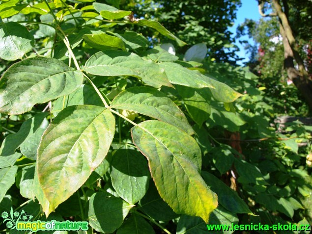 Klokoč zpeřený - Staphylea pinnata - Foto David Hlinka