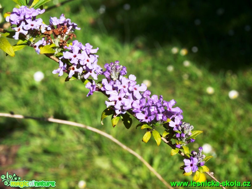 Komule střídavolistá - Buddleya alternifolia - Foto David Hlinka (1)