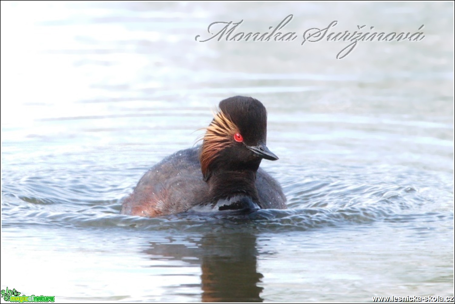 Potápka černokrká - Podiceps nigricollis - Foto Monika Suržinová