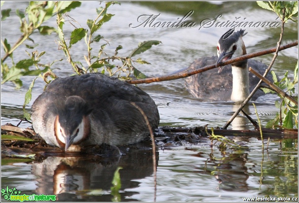 Potápka roháč - Podiceps cristatus - Foto Monika Suržinová (2)