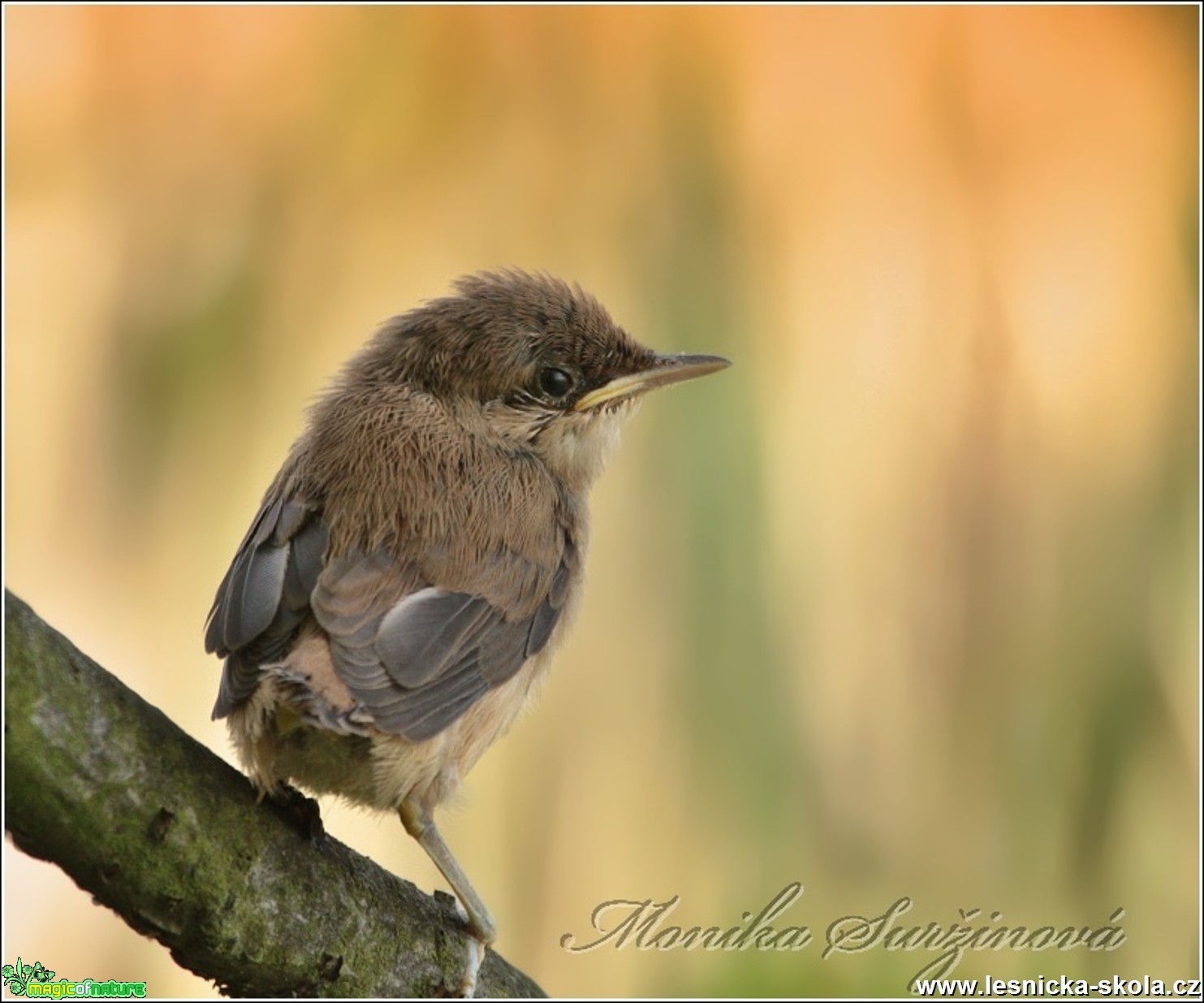 Rákosník velký - Acrocephalus arundinaceus - Foto Monika Suržinová (1)