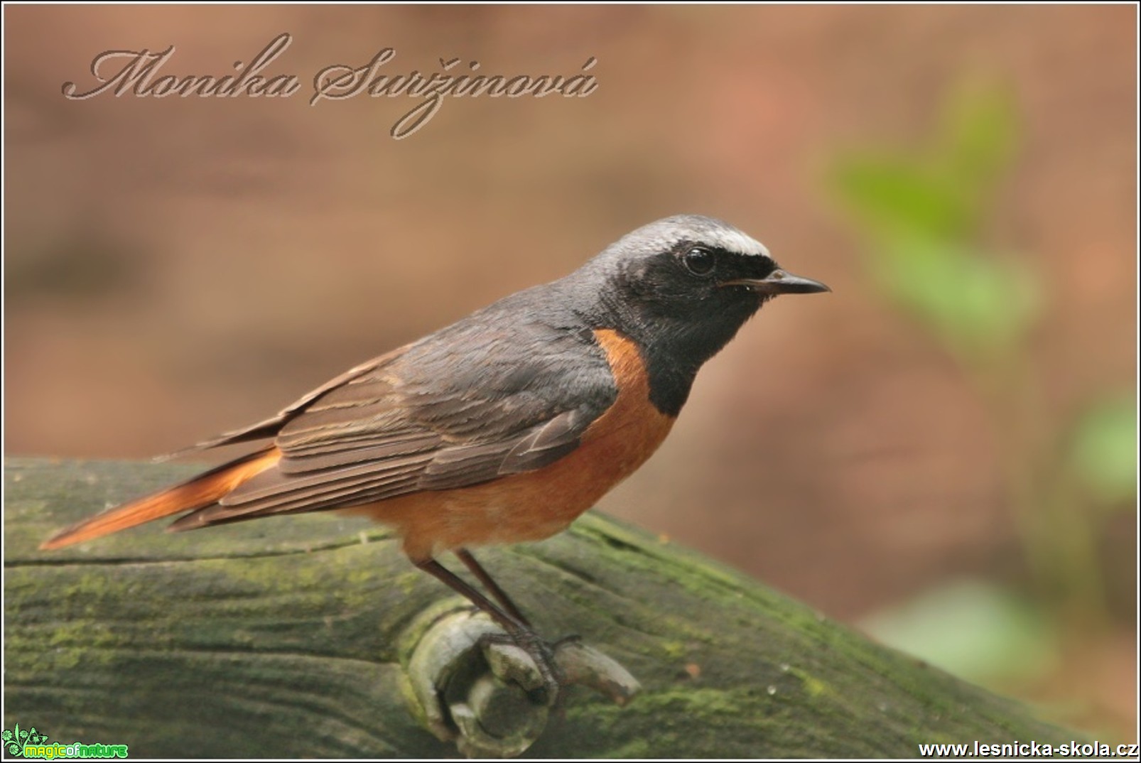 Rehek zahradní (samec) - Phoenicurus phoenicurus - Foto Monika Suržinová