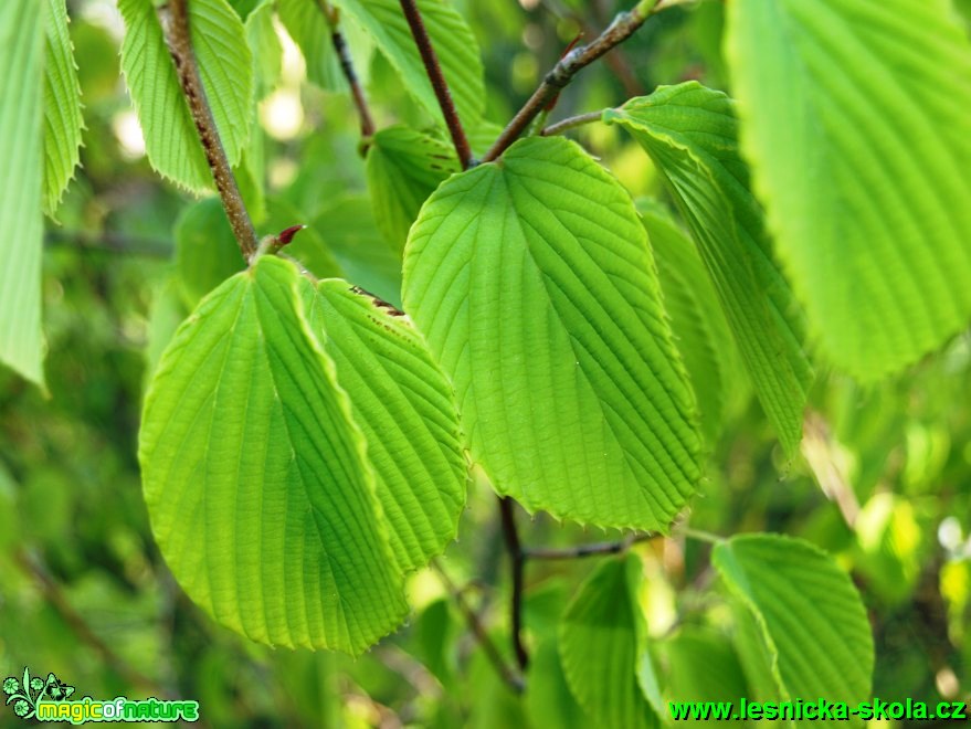 Lískovníček čínský - Corylopsis simensis - Foto David Hlinka (1)