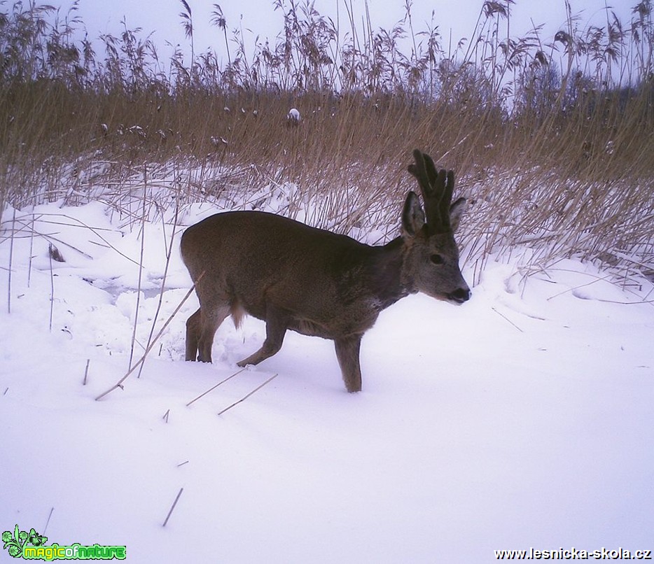 Srnec obecný - Capreolus capreolus - Foto Lukáš Málek (1)