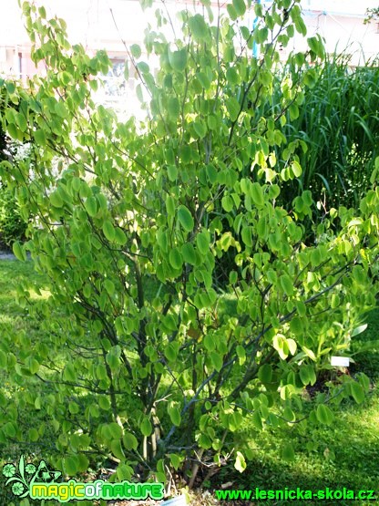 Lískovníček čínský - Corylopsis simensis - Foto David Hlinka