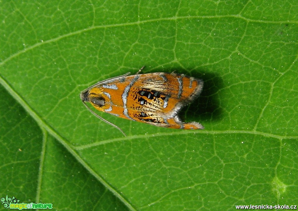 Obaleč zdobený  - Olethreutes arcuella - Foto Miloslav Míšek