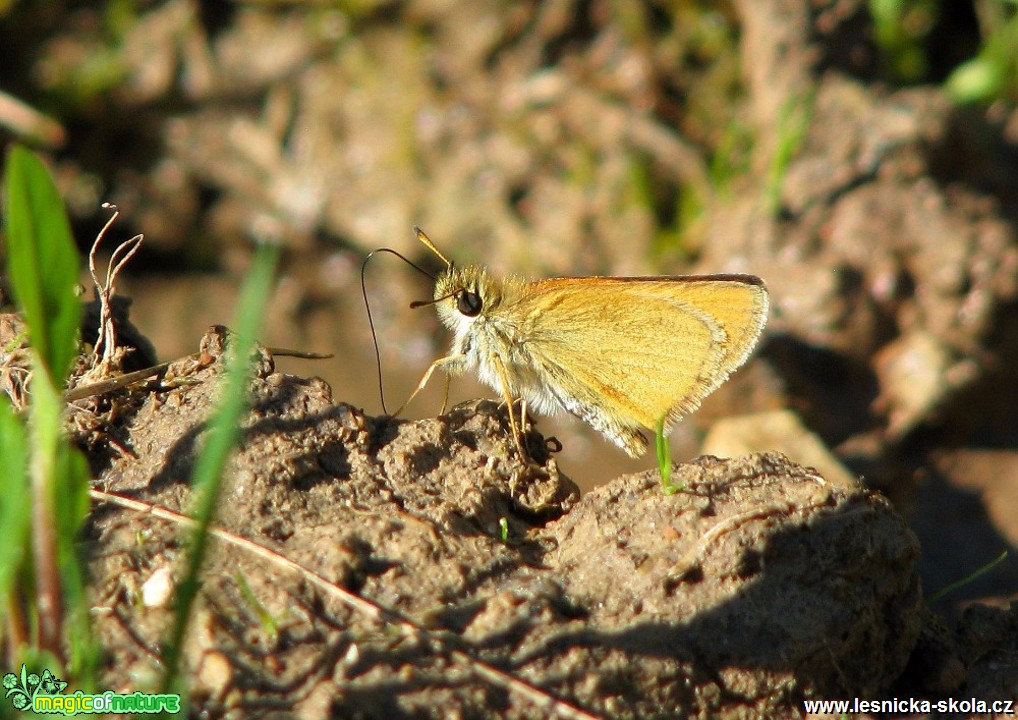 Soumračník metlicový - Thymelicus sylvestris - Foto Miloslav Míšek