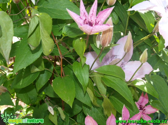 Plamének - Clematis ´Hagley Hybrid´ - Foto David Hlinka (1)