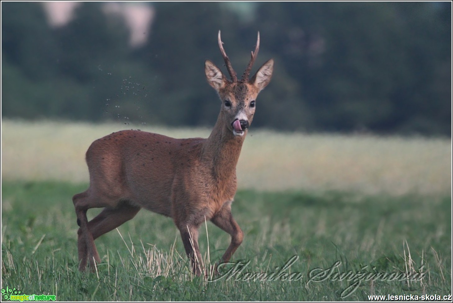 Srnec obecný - Capreolus capreolus - Foto Monika Suržinová (11)