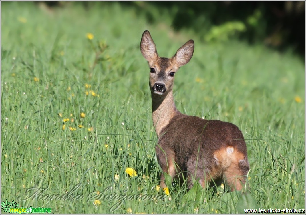 Srnec obecný - Capreolus capreolus - Foto Monika Suržinová (14)