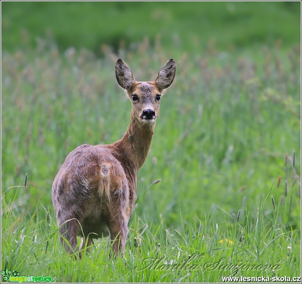 Srnec obecný - Capreolus capreolus - Foto Monika Suržinová (17)