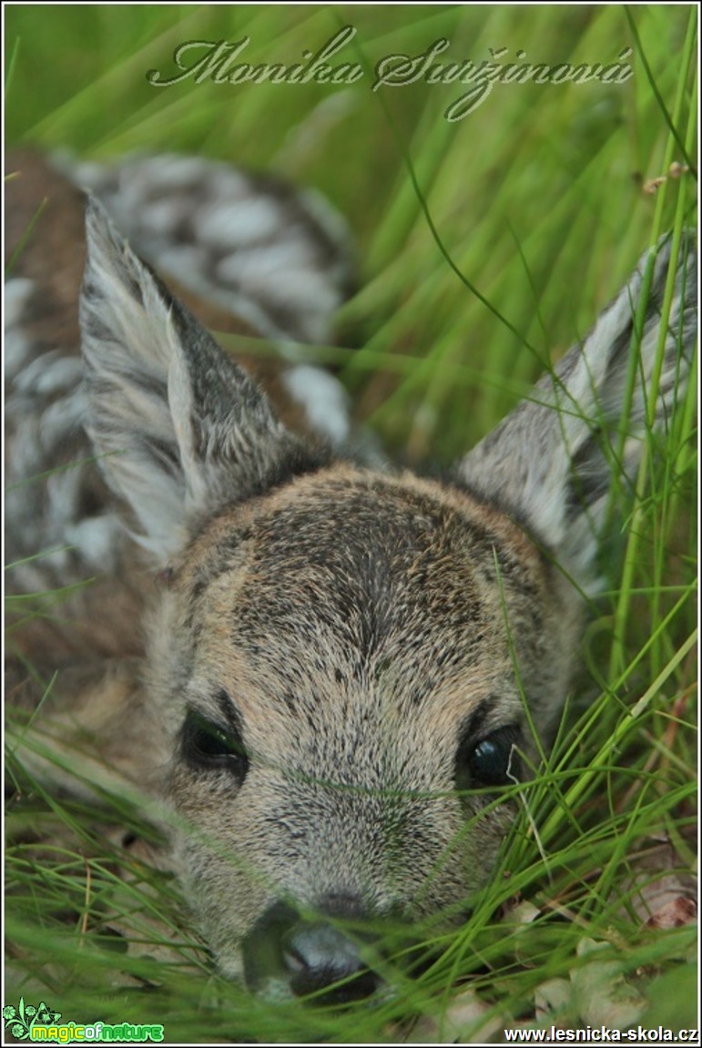 Srnec obecný - Capreolus capreolus - Foto Monika Suržinová (21)