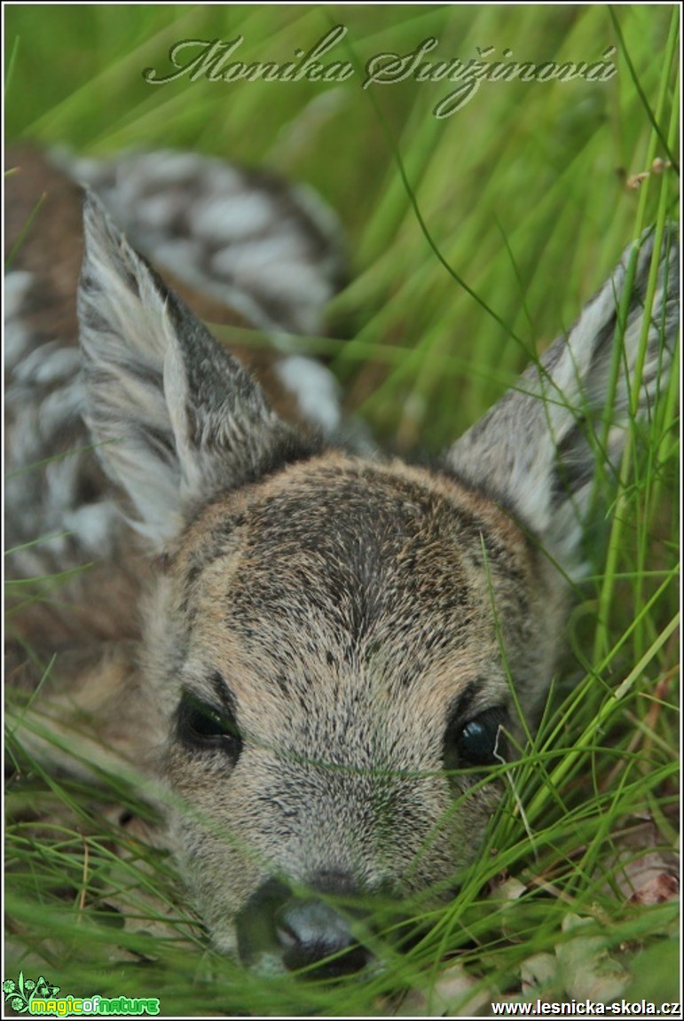 Srnec obecný - Capreolus capreolus - Foto Monika Suržinová (21)