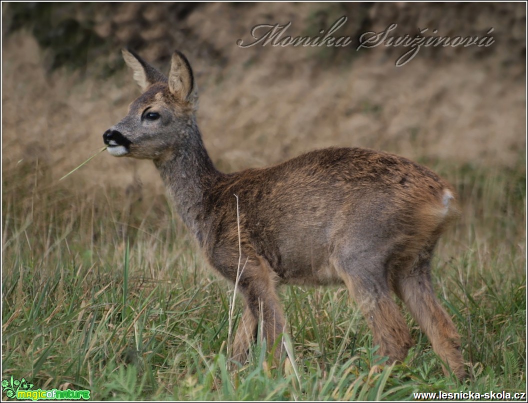 Srnec obecný - Capreolus capreolus - Foto Monika Suržinová (22)