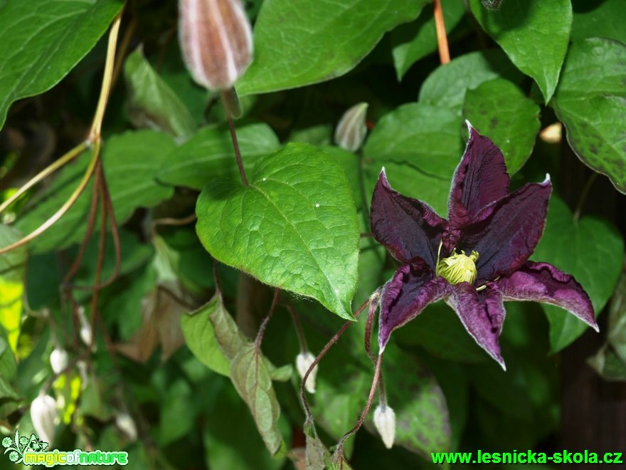 Plamének - Clematis ´Tartu´ - Foto David Hlinka (1)