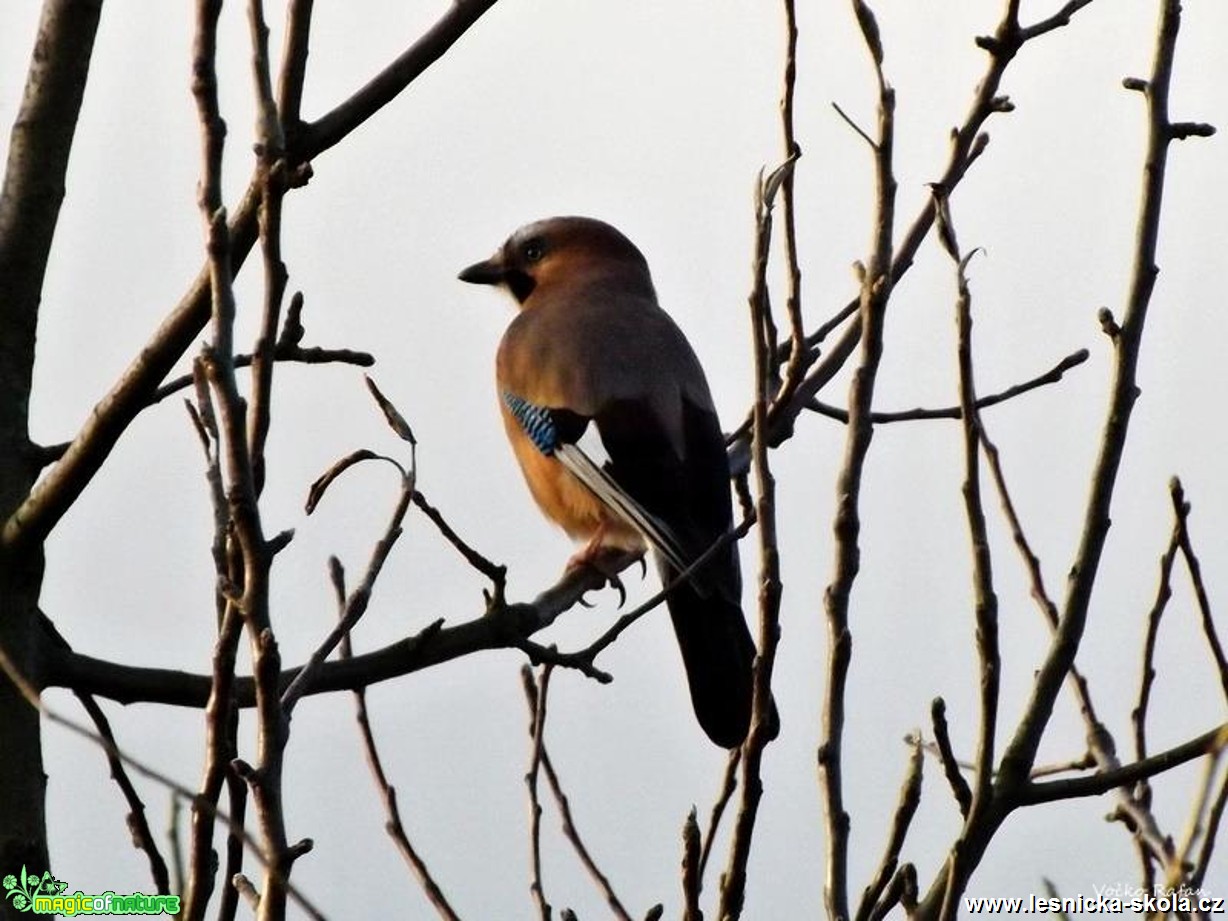 Sojka obecná - Garrulus glandarius - Foto Jiří Havel