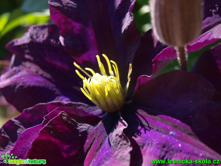 Plamének - Clematis ´Tartu´ - Foto David Hlinka (2)