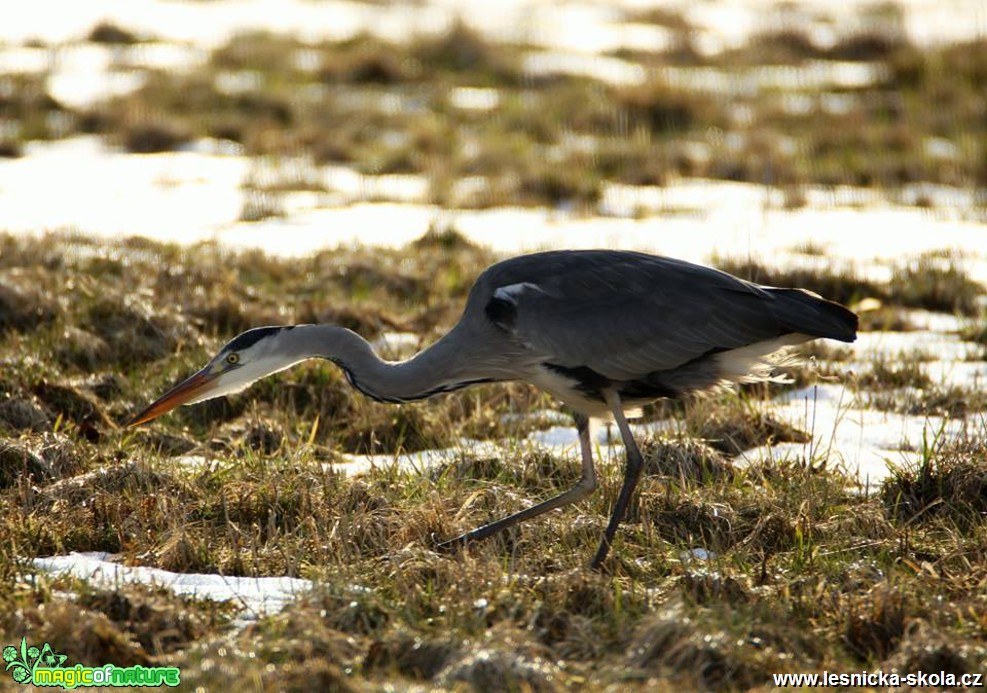 Volavka popelavá - Ardea cinerea - Foto Lukáš Málek (2)