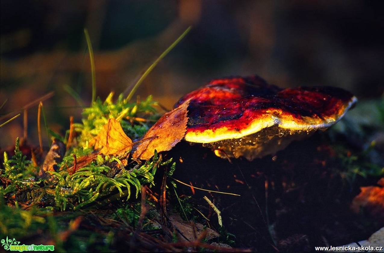 Choroš - Foto Petr Germanič