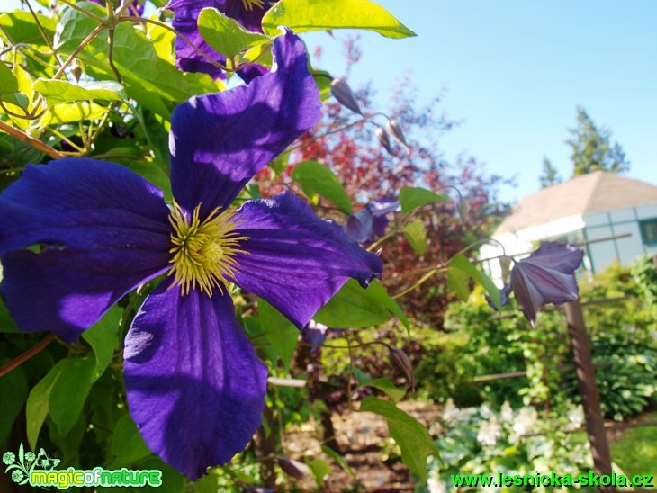 Plamének - Clematis ´Viola´ - Foto David Hlinka (2)