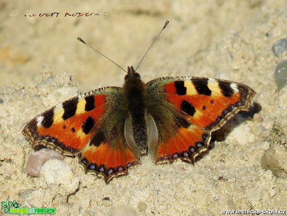 Babočka kopřivová - Aglais urticae - Foto Robert Kopecký