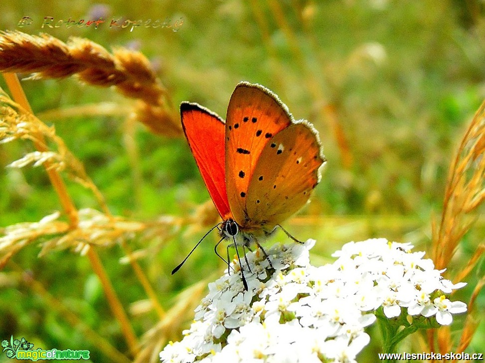 Ohniváček celíkový - Lycaena virgaureae ♂ - Foto Robert Kopecký