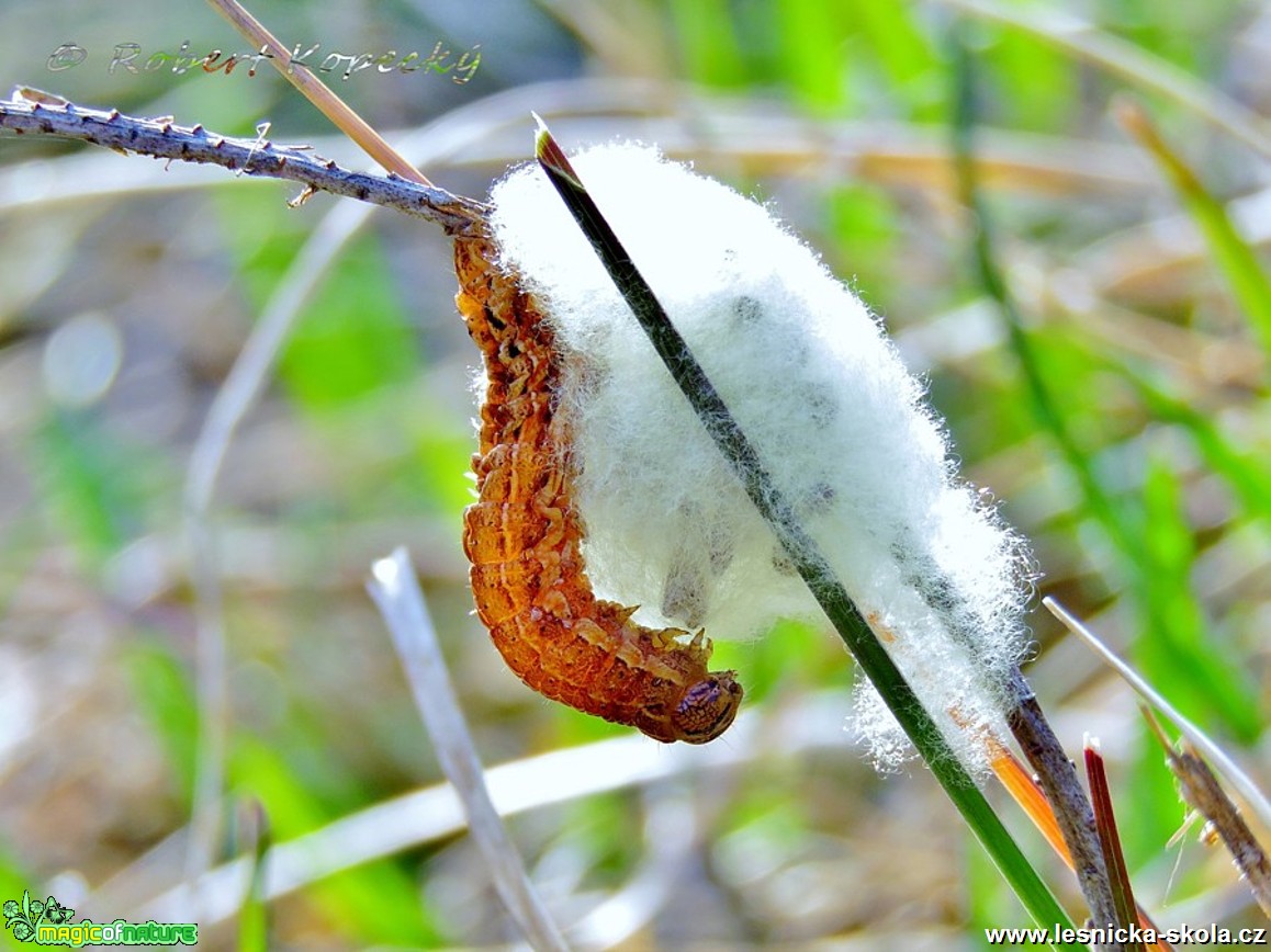 Osenice vřesová - Lycophotia molothina - housenka - Foto Robert Kopecký