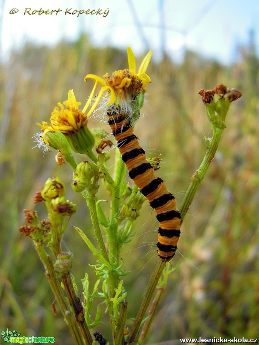 Přástevník starčkový - Tyria jacobaeae - housenka - Foto Robert Kopecký