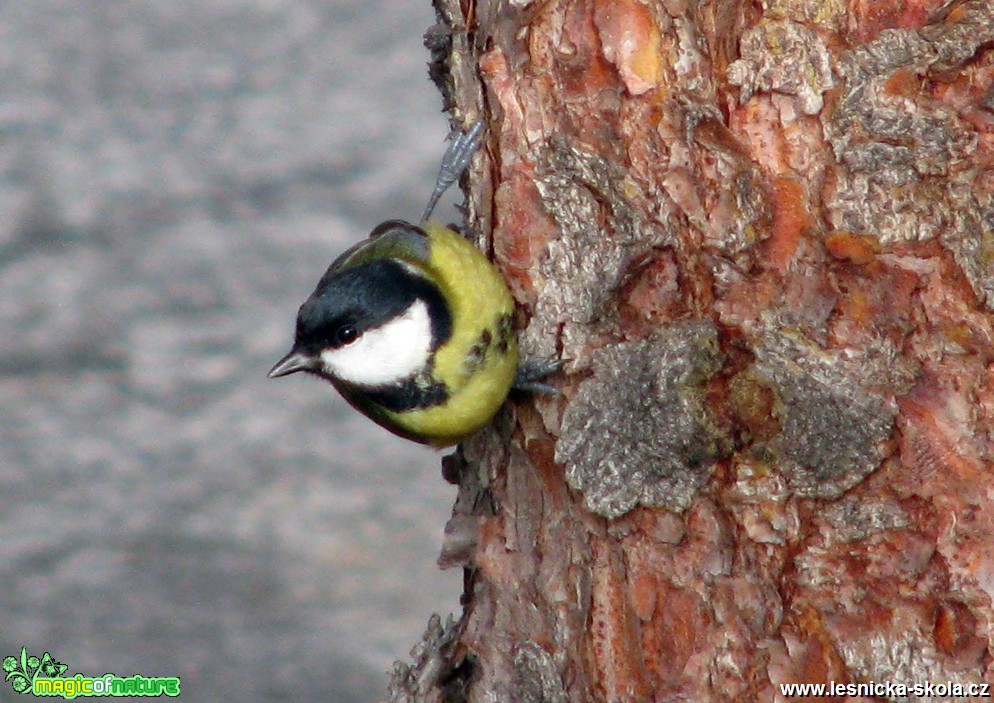 Sýkora koňadra -Parus major - Foto Miloslav Míšek