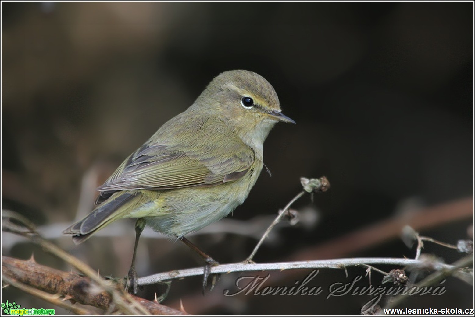 Budníček menší - Phylloscopus collybita - Foto Monika Suržinová