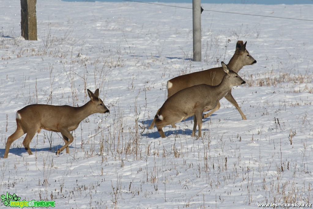 Srnec obecný - Capreolus capreolus - Foto Irena Wenischová (2)