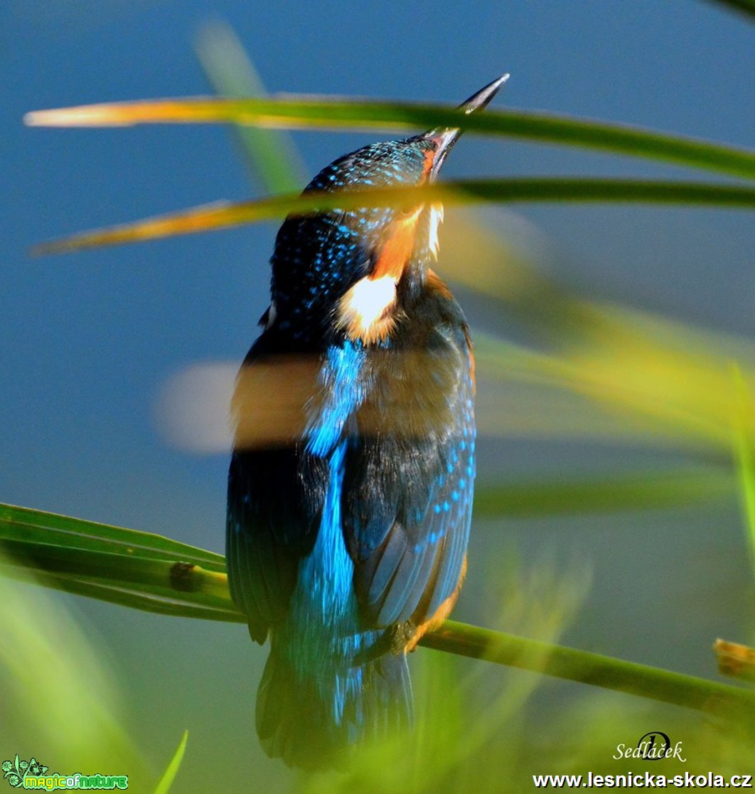 Ledňáček říční - Alcedo atthis - Foto Dušan Sedláček (1)