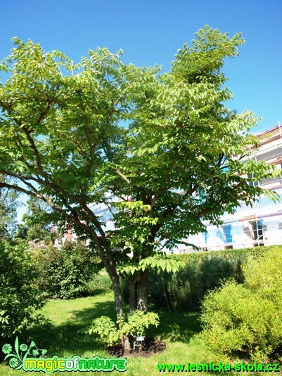 Prodara ostnitá - Aralia spinosa - Foto David Hlinka (1)