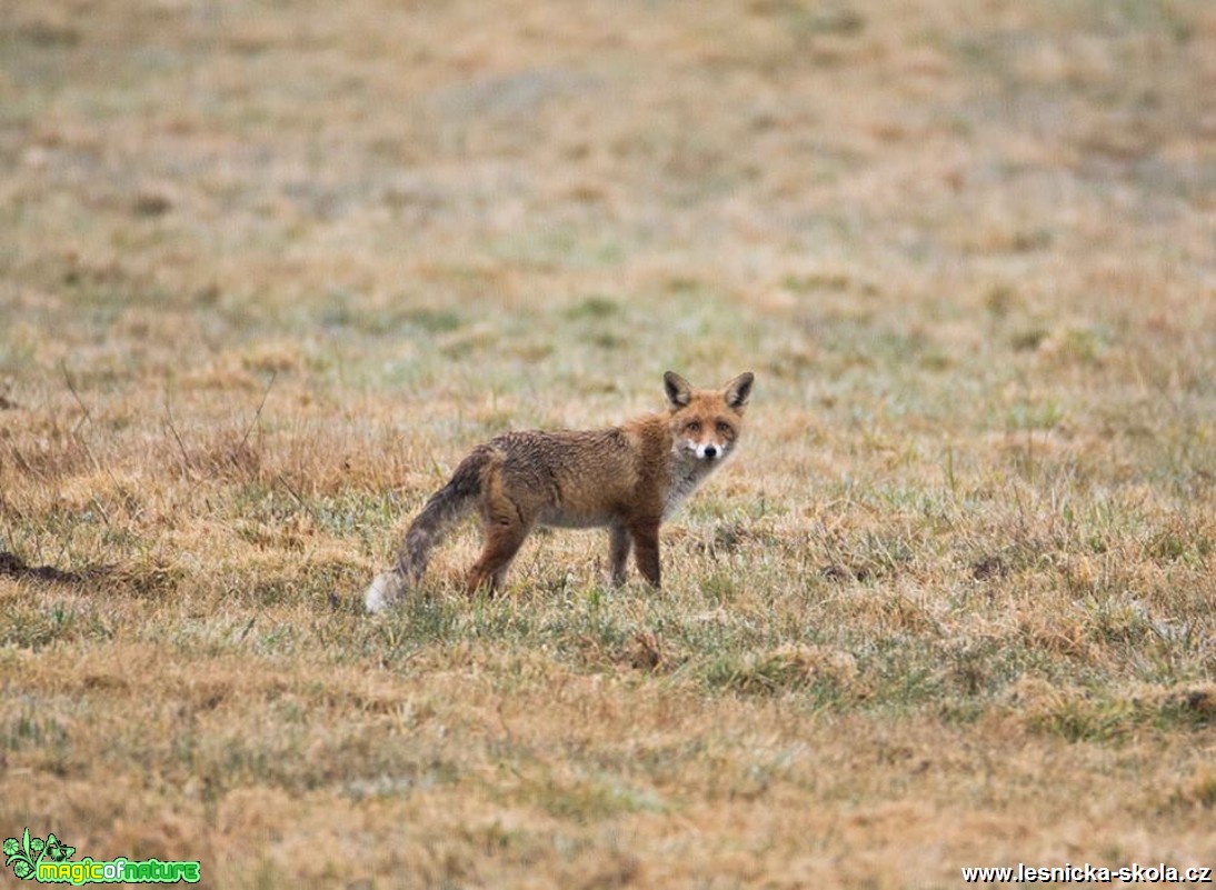 Liška obecná - Vulpes vulpes - Foto Lukáš Málek (2)
