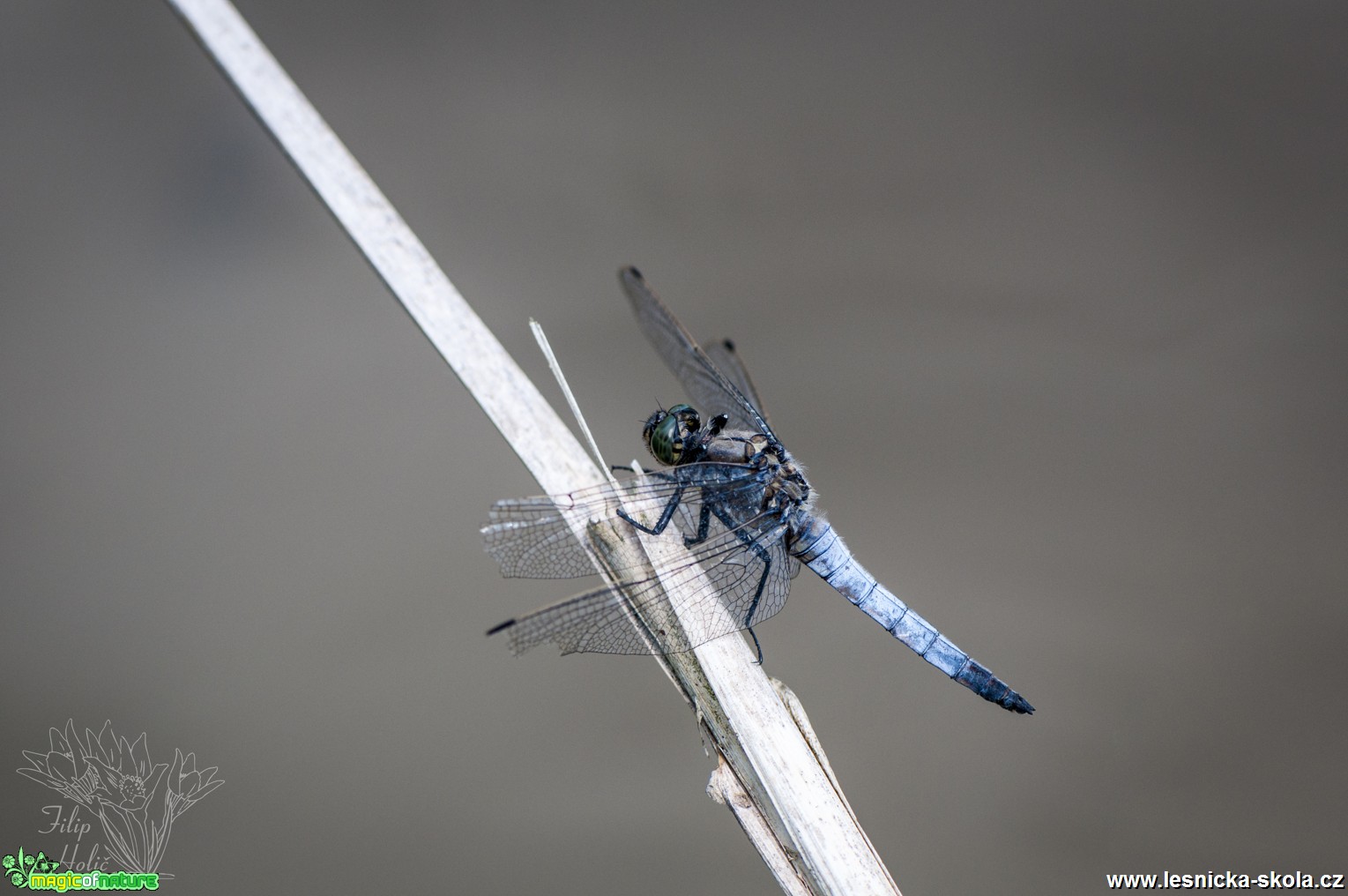 Vážka černořitná - Orthetrum cancellatum - Foto Filip Holič