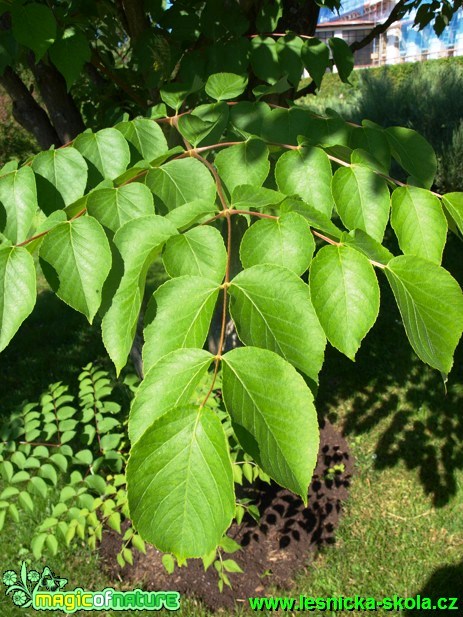 Prodara ostnitá - Aralia spinosa - Foto David Hlinka