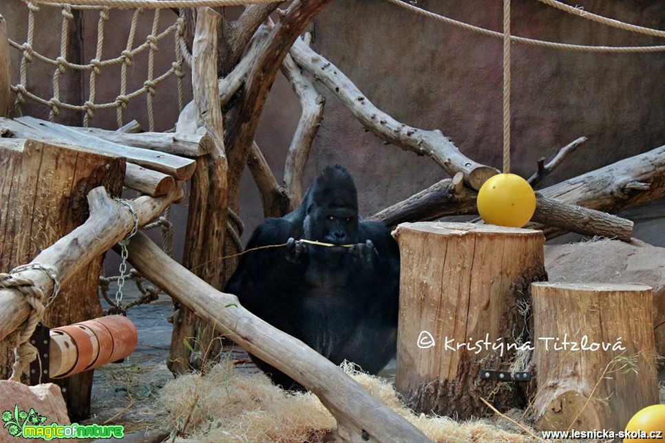 Zoo Praha - Foto Kristýna Titzlová (4)